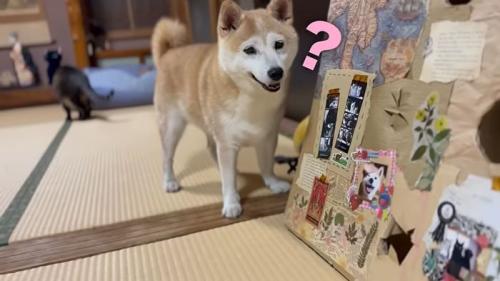 不思議そうなももちゃん