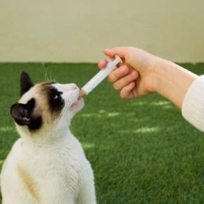 「犬用の薬を、間違って猫に投与した！」飼い主さんが大慌てで救急搬送　超高齢猫が九死に一生を得る　米国