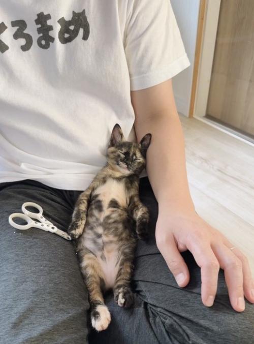 寝ている子猫