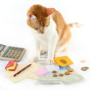 猫を迎えると『できなくなること』3つ　日常に訪れる変化や飼い主に必要な心得