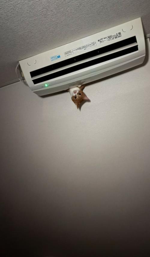 エアコンから覗く猫