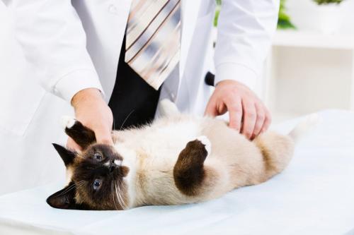 クリニックで診察されるシャム猫