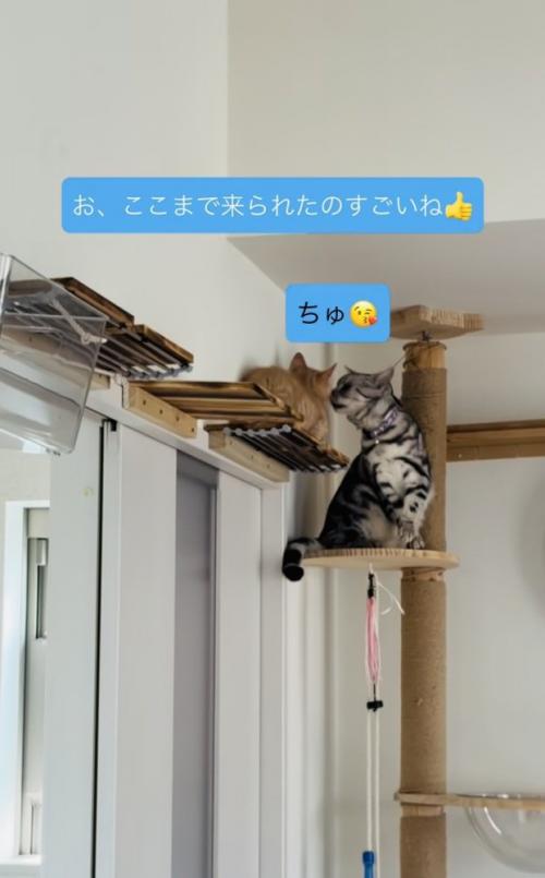子猫に鼻チューするアメリカンショートヘア