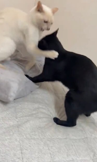 ケンカする猫
