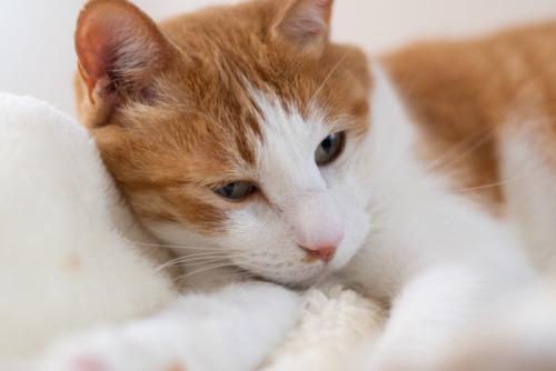 寝転がってくつろぐ可愛い猫