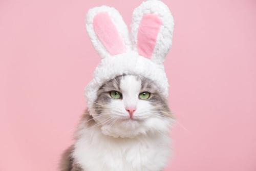 うさ耳の猫