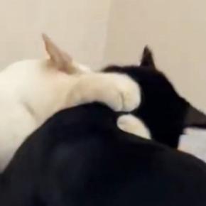 高級枕が大好きな2匹の猫→1匹がくつろいでいると…笑ってしまう『激しい攻防戦』が27万表示「もう１個買うしかないｗ」「違いのわかる猫」