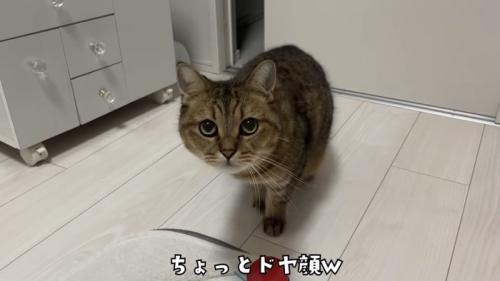 「ちょっとドヤ顔ｗ」のテロップ写真
