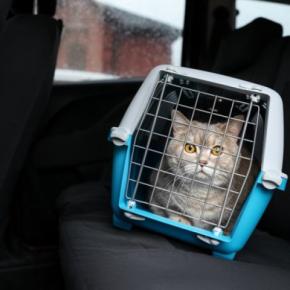 猫と『災害時に避難する』ときの3つのポイント　同伴避難と同行避難の違いから必要な備えまで