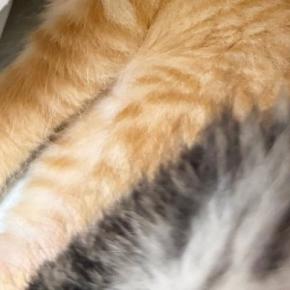 同じ場所にいた2匹の子猫→1匹は『とんでもない寝相』で…まさかの光景に「大物になるねｗ」「奥にいる猫の表情が可愛すぎ」と19万表示