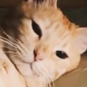 先回りして『部屋のベッドで待っていた猫』…貫禄ありすぎる『まさかの光景』に「中に誰か入ってますよねｗ」「腕枕してくれそう」と話題