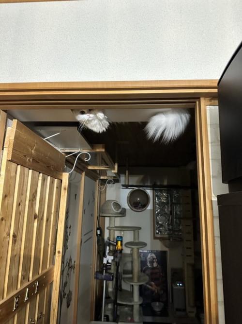 ドアの上にぶら下がっている白い物体