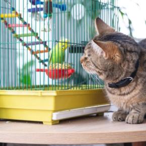 猫と同居させてはいけない『他の動物』4選　思わぬトラブルの可能性や避けるべき理由を解説