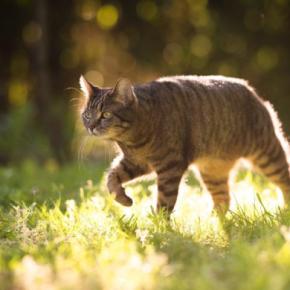 猫の『集中力』に関する4つの豆知識 発揮しやすいシーンや能力をご紹介
