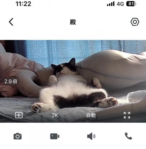 眠る猫