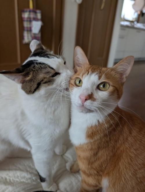 寄り添い合う2匹の猫
