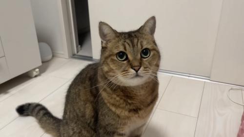 カメラ目線の猫の写真