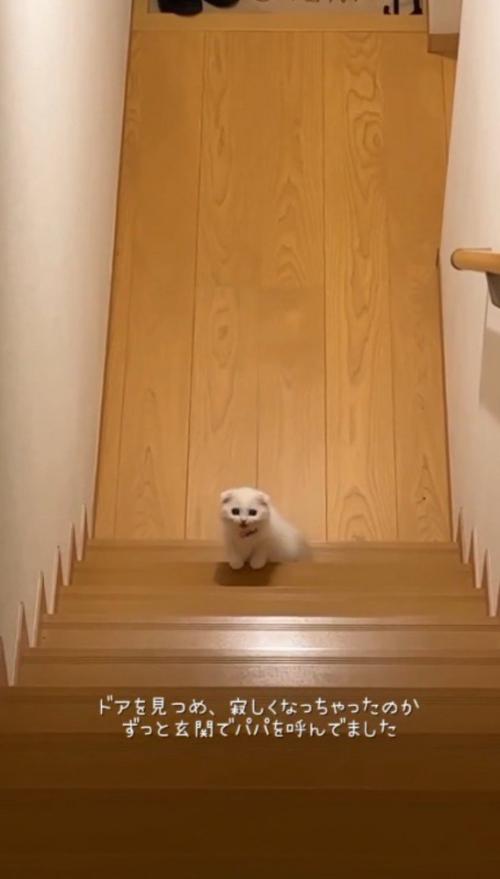 玄関前の階段から2階を見上げる子猫