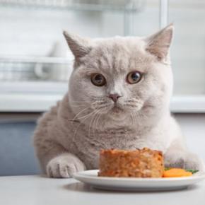愛猫の『食性』を理解するための5つのポイント　猫にとっての理想のご飯や健康的な食生活を送るコツ