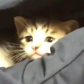 小さな子猫が『パパの膝の上』で遊び始めた結果…思わずニヤけてしまう『尊い光景』が27万再生「心が浄化された」「なんだただの天使か」