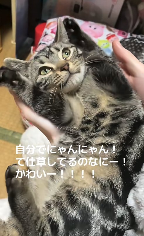 両前足を顔の横に上げながら飼い主を見つめる猫(口閉じている)
