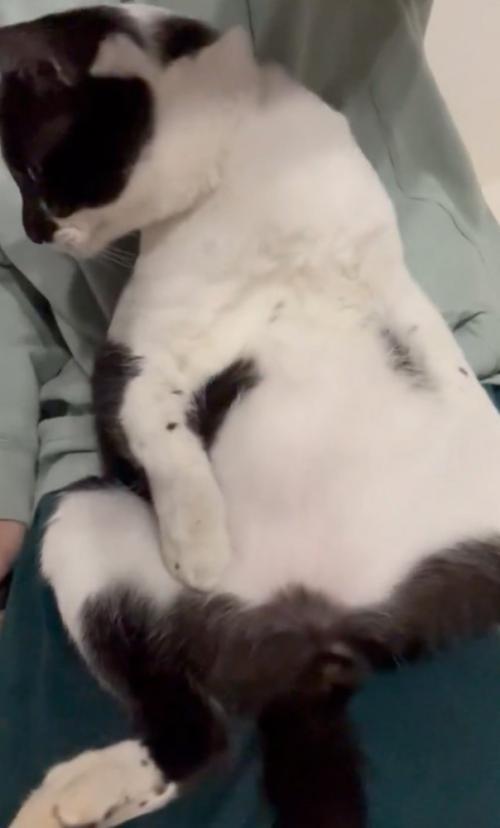 膝の上でくつろぐ猫