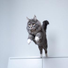 猫が『ジャンプを失敗』してしまうときの原因4つ　見逃せない変化や考えられるリスクまで