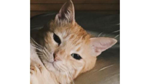 猫の顔