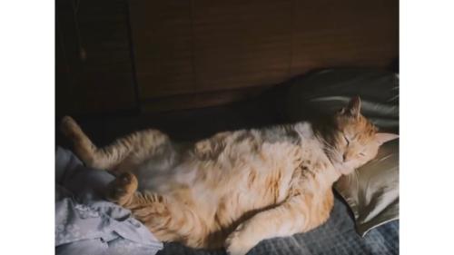 寝ている猫