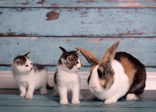 子猫とうさぎ