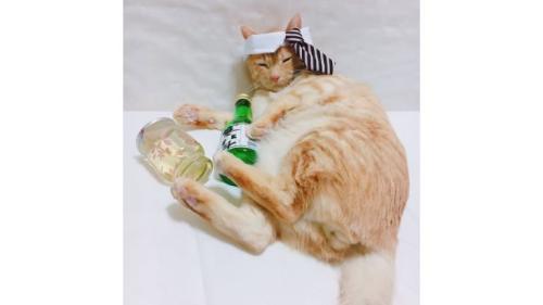 猫と酒