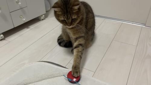 カスタネットを鳴らす猫の写真2