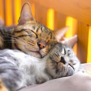 愛猫の『幸福度』を見極めるためのポイント4つ 日常に表れる幸せサインから満足感を高めるコツまで