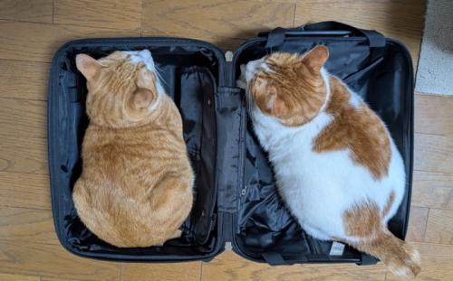 スーツケースに入った2匹の猫