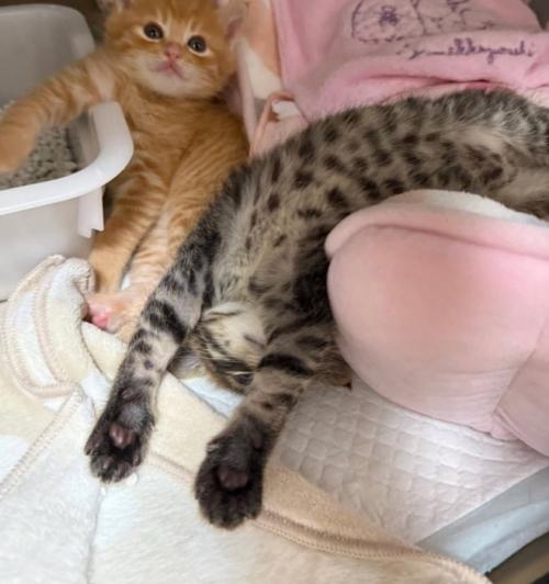 仰向けで眠る子猫