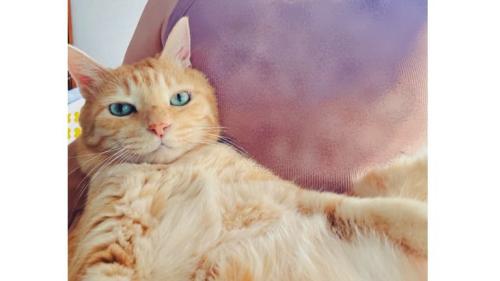 猫と女性