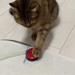猫と久しぶりに『カスタネット』を使って遊んでみた結果…驚きの光景が12万再生「天才やわぁw」「大会があったら間違いなく優勝w」と絶賛