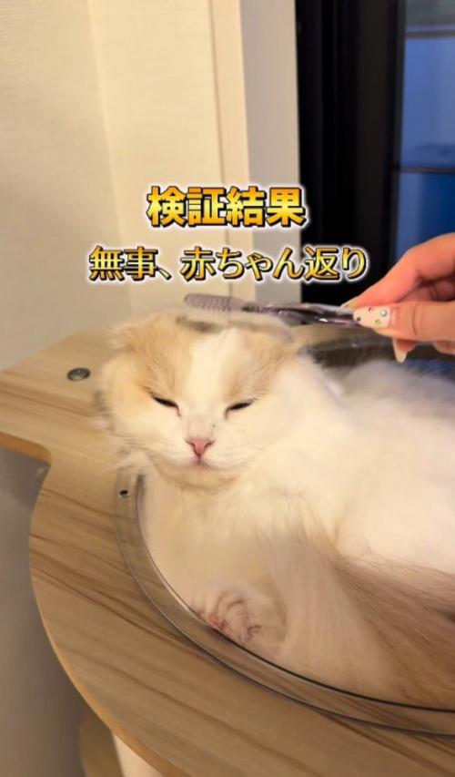 歯ブラシで頭を撫でられて目を細める猫