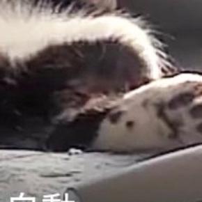 『猫、何してるかな』とペットカメラを覗いたら…まさかの光景に36万いいね「殿っぽい格好してるw」「声出して笑ったw」と爆笑の声続出