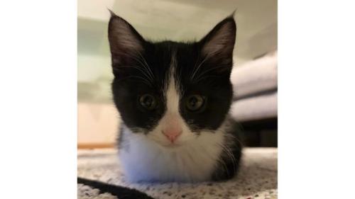 お手手ないないしている猫
