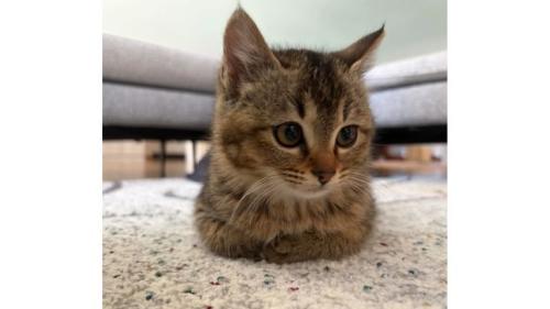 お手手ないないしている猫