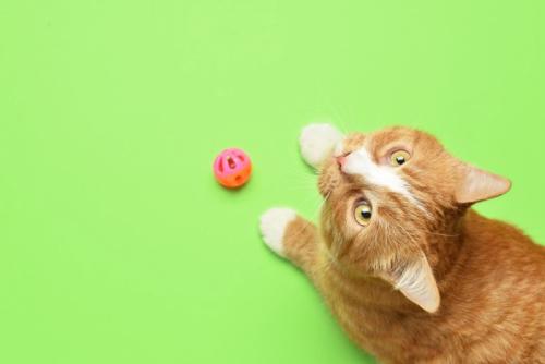 小さいおもちゃで遊ばせる