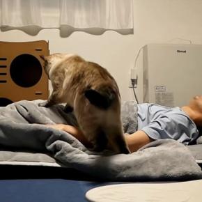 泊まりにきた友人→布団に入ると、猫が近づいてきて…信じられないほどに『幸せな展開』が252万再生「羨ましすぎて泣く」「嬉しそうw」