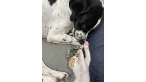 猫と犬