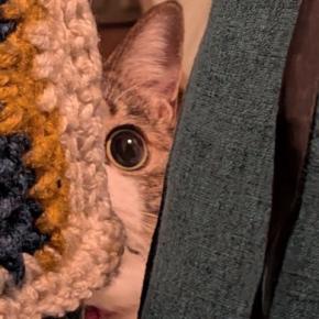 ソファの近くからじーっと見つめてくる猫→飼い主が座ろうとした瞬間…まさかの光景に「躍動感が凄いｗｗ」「すごい威力ｗ」と105万表示