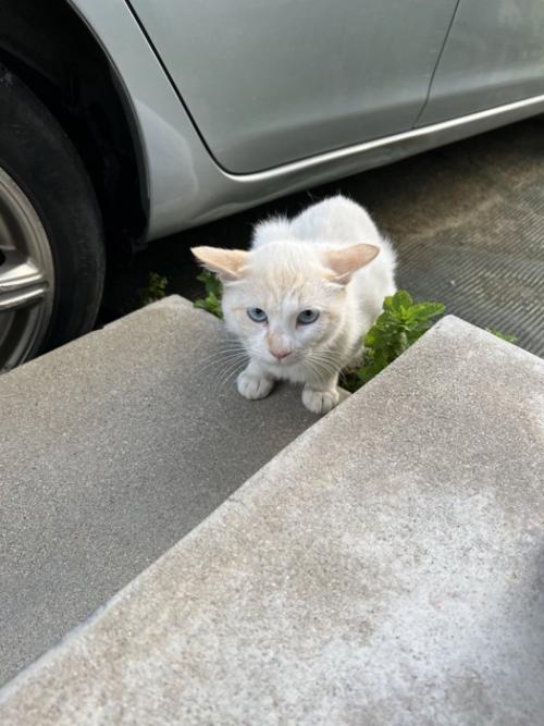座ってカメラ目線の猫