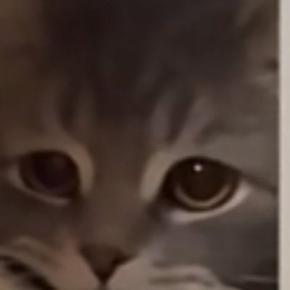 2階の寝室までやってきた猫→口元を見ると、『運んできたもの』とは…尊すぎる光景が48万再生「可愛くて泣ける」「寂しがり屋さんかな」