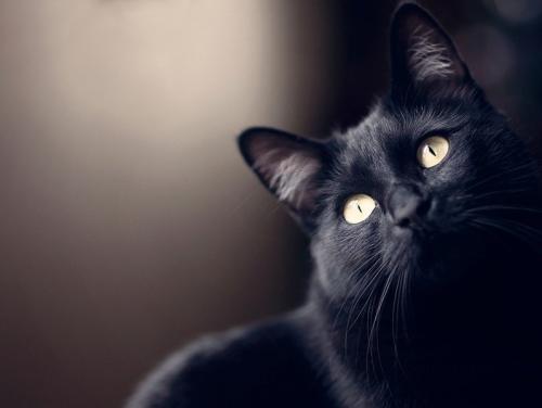 見上げる黒猫