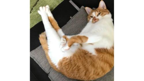 寝ている猫