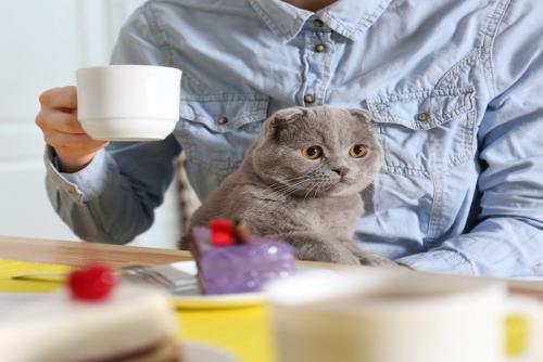 テーブルでお茶を飲む人の膝に乗っている猫
